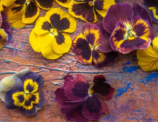 Edible Freeze Dried Yellow & Burgundy Pansy (Violas) Flowers
